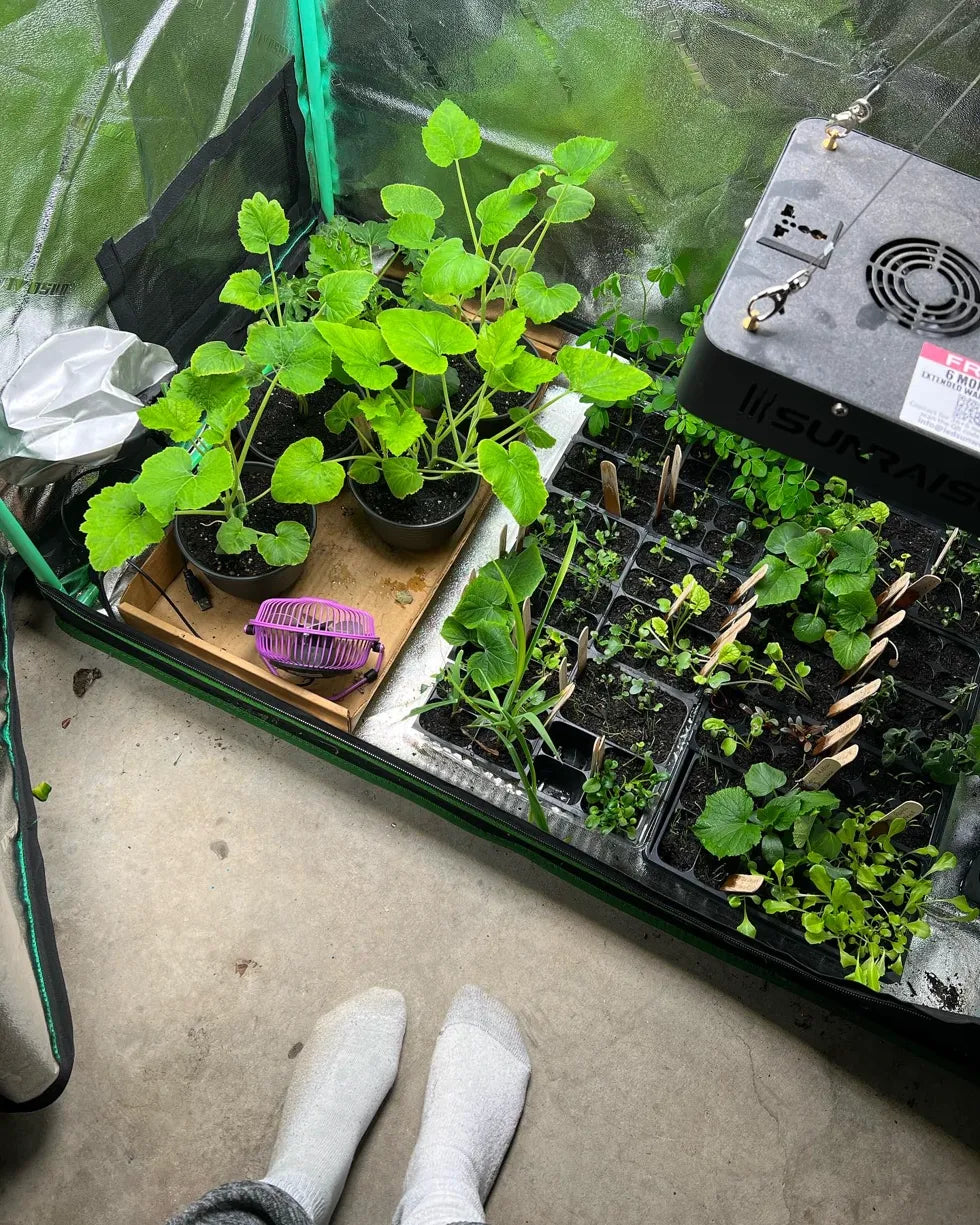 The Green Notebook - Lifetime Access