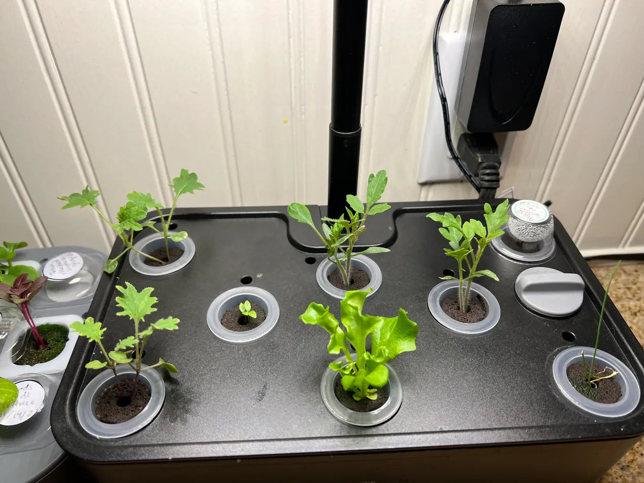 The Green Notebook - Lifetime Access